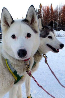 Iditarod dogs.