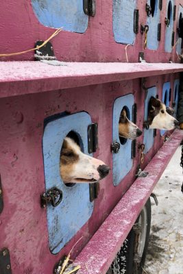 Dogs waiting in their pens prior to the start of the Iditarod race.