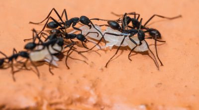 Ants gather on a surface.